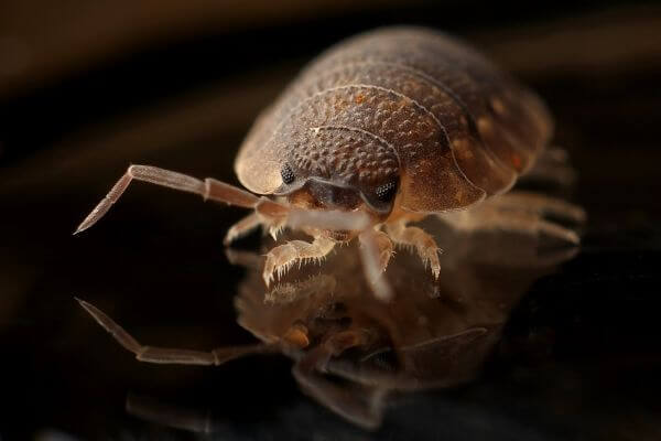 PEST CONTROL SANDY, Bedfordshire. Services: Bed Bug Pest Control. We use safe and effective methods to eliminate bed bugs and provide you with peace of mind.