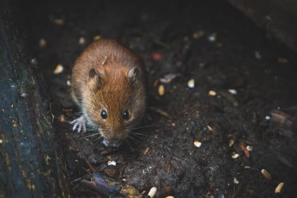 PEST CONTROL SANDY, Bedfordshire. Services: Mouse Pest Control. We take a comprehensive approach to mouse pest control to ensure that your property stays pest-free.