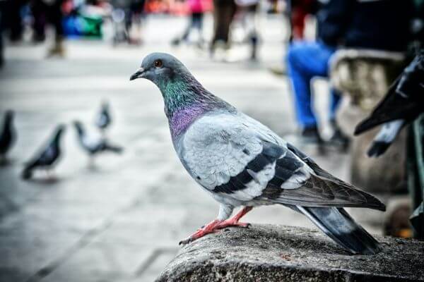 PEST CONTROL SANDY, Bedfordshire. Services: Pigeon Pest Control. Choose our pigeon pest control services for effective, long-term solutions to your bird problems.