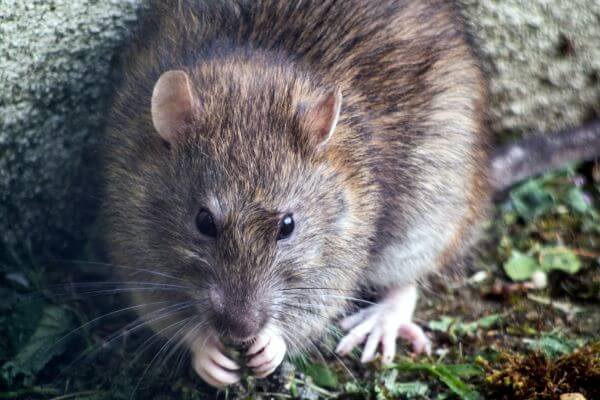 PEST CONTROL SANDY, Bedfordshire. Pests Our Team Eliminate - Rats.