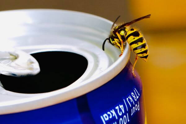 PEST CONTROL SANDY, Bedfordshire. Pests Our Team Eliminate - Wasps.